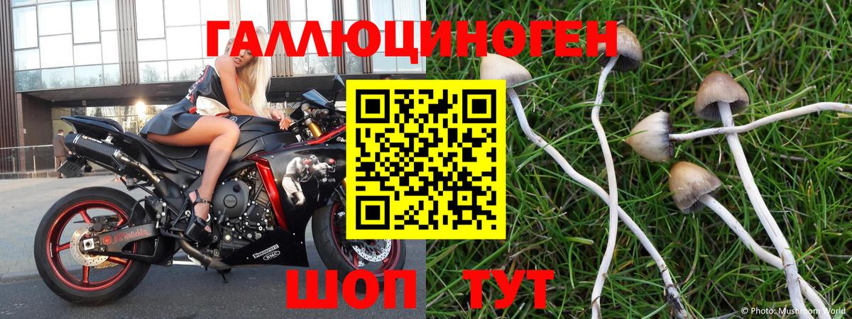 Галлюциногенные грибы Psilocybine cubensis  Вход с VPN  Галлюциногенные грибы Cubensis  Мирный 